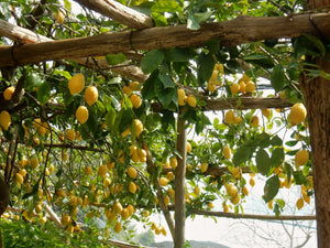 Moment At Home brings you Verveine Citron. Smells like Smells like lemon verbena and mandarin orange on a sunny day.